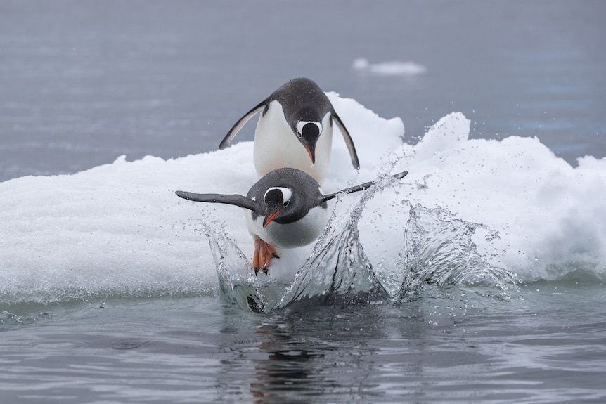 Penguins dive into the icy water. 