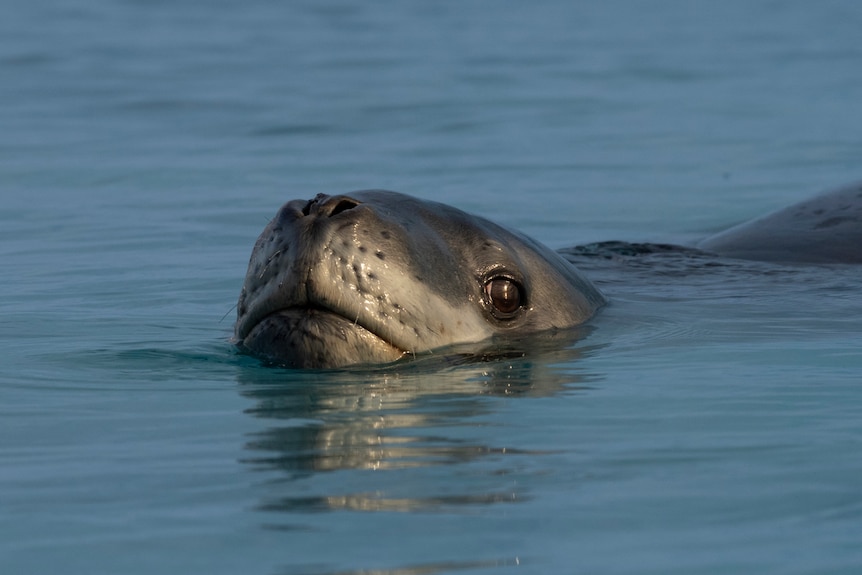 A seal comes out of the water. 