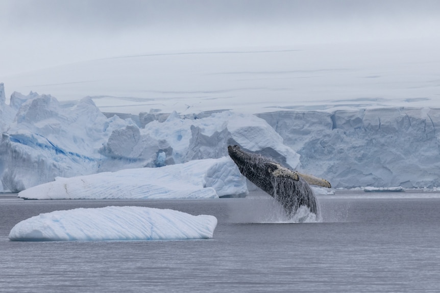 A whale near the ice. 