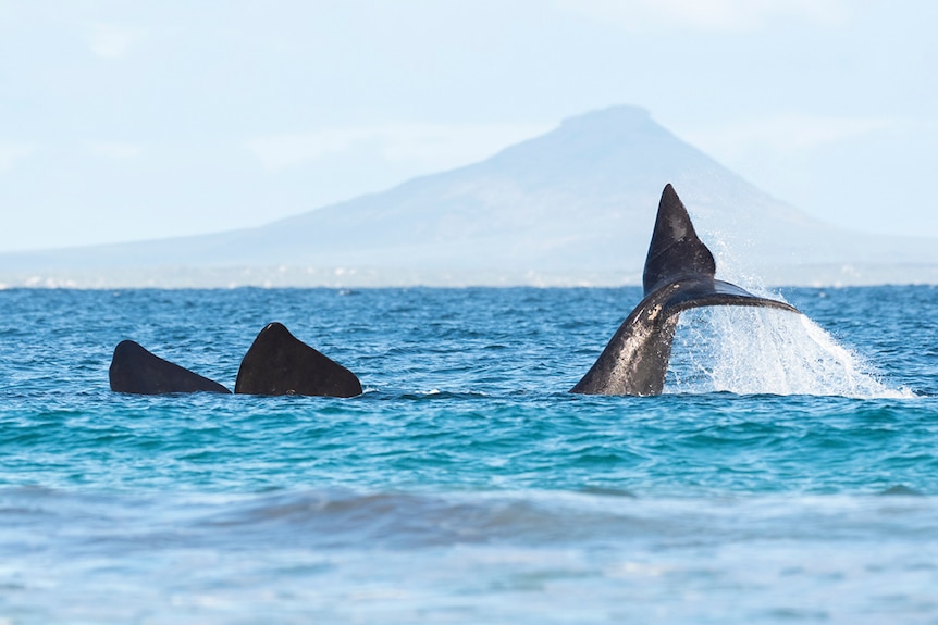 A whale's tail sticks out of the water